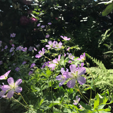 Load image into Gallery viewer, Spotted Geranium - Geranium maculatum