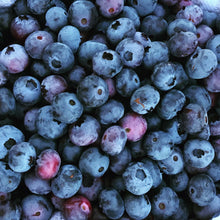 Load image into Gallery viewer, Chippewa Half-high Blueberry - Vaccinium 'Chippewa'
