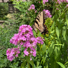 Load image into Gallery viewer, Jeana Garden Phlox - Phlox paniculata 'Jeana'