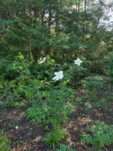 Load image into Gallery viewer, Lone Star Rosemallow - Hibiscus coccineus 'Lone Star'