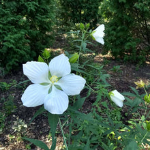 Load image into Gallery viewer, Lone Star Rosemallow - Hibiscus coccineus 'Lone Star'