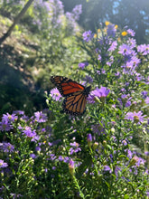 Load image into Gallery viewer, Bluebird Smooth Blue Aster - Symphyotrichum laeve 'Bluebird'