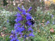 Load image into Gallery viewer, Great Blue Lobelia - Lobelia siphilitica