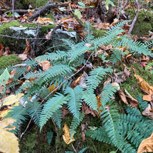 Load image into Gallery viewer, Christmas Fern - Polystichum acrostichoides