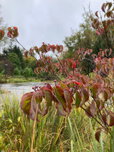 Load image into Gallery viewer, Flowering Dogwood - Cornus florida 'Comco No. 1'
