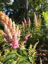 Load image into Gallery viewer, Meadowsweet - Spiraea tomentosa