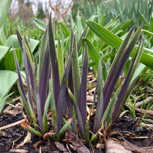 Load image into Gallery viewer, Purple Flame Northern Blue Flag - Iris versicolor 'Purple Flame'