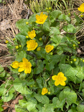 Load image into Gallery viewer, Marsh Marigold - Caltha palustris