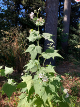 Load image into Gallery viewer, Virginia Mallow - Sida hermaphrodita