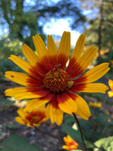 Load image into Gallery viewer, Burning Hearts False Sunflower - Heliopsis helianthoides var. scabra 'Burning Hearts'