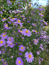 Load image into Gallery viewer, Bluebird Smooth Blue Aster - Symphyotrichum laeve 'Bluebird'