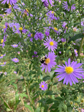Load image into Gallery viewer, Bluebird Smooth Blue Aster - Symphyotrichum laeve 'Bluebird'