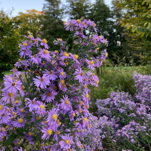 Load image into Gallery viewer, Bluebird Smooth Blue Aster - Symphyotrichum laeve 'Bluebird'