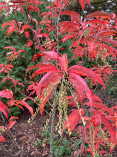 Load image into Gallery viewer, Sourwood - Oxydendrum arborerum