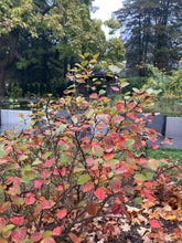 Load image into Gallery viewer, Blue Shadow Witch Alder - Fothergilla x intermedia 'Blue Shadow'