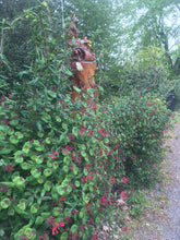 Load image into Gallery viewer, Major Wheeler Trumpet Honeysuckle - Lonicera sempervirens 'Major Wheeler'