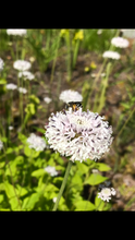 Load image into Gallery viewer, Broadleaf Barbara's Buttons - Marshallia trinervia