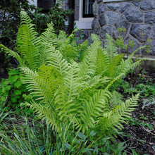 Load image into Gallery viewer, Cinnamon Fern - Osmunda cinnamomea