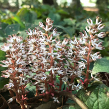 Load image into Gallery viewer, Allegheny Pachysandra - Pachysandra procumbens