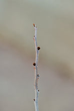 Load image into Gallery viewer, Pawpaw - Asimina triloba