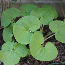 Load image into Gallery viewer, Wild Ginger - Asarum canadense