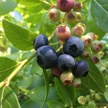 Load image into Gallery viewer, Chippewa Half-high Blueberry - Vaccinium 'Chippewa'