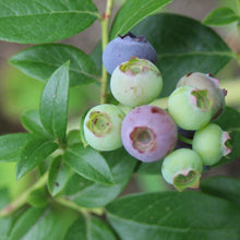 Load image into Gallery viewer, Bluecrop Highbush Blueberry - Vaccinium corymbosum 'Bluecrop’