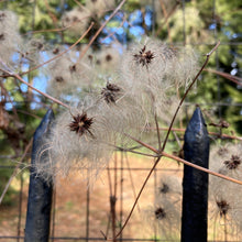 Load image into Gallery viewer, Virginia Clematis - Clematis virginiana