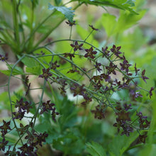 Load image into Gallery viewer, Yellowroot - Xanthorhiza simplicissima
