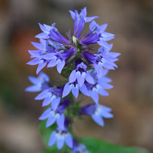 Load image into Gallery viewer, Great Blue Lobelia - Lobelia siphilitica