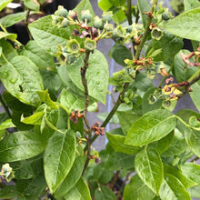 Load image into Gallery viewer, Chippewa Half-high Blueberry - Vaccinium 'Chippewa'