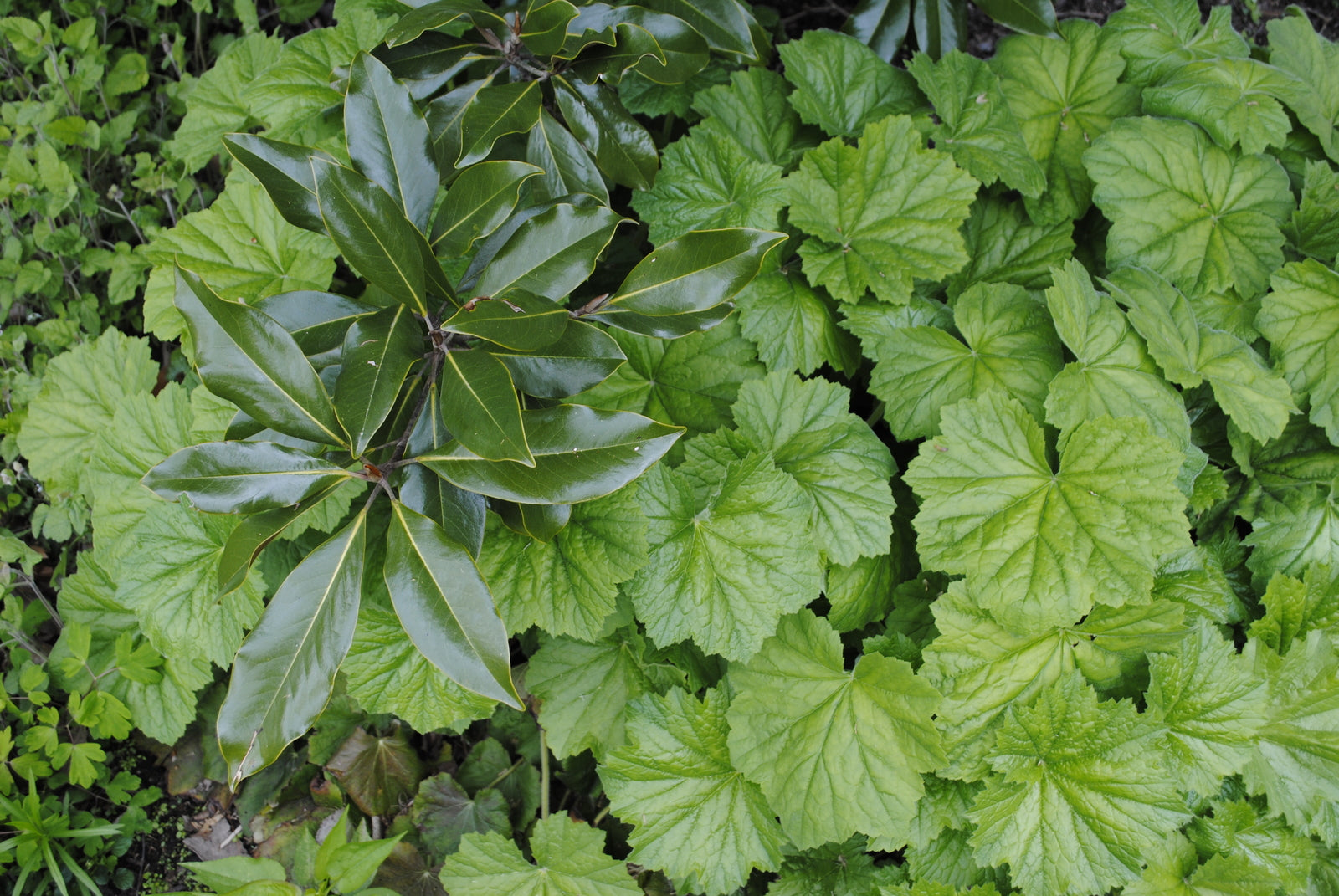 All Plants – Page 3 – Natural Lands Plant Sale
