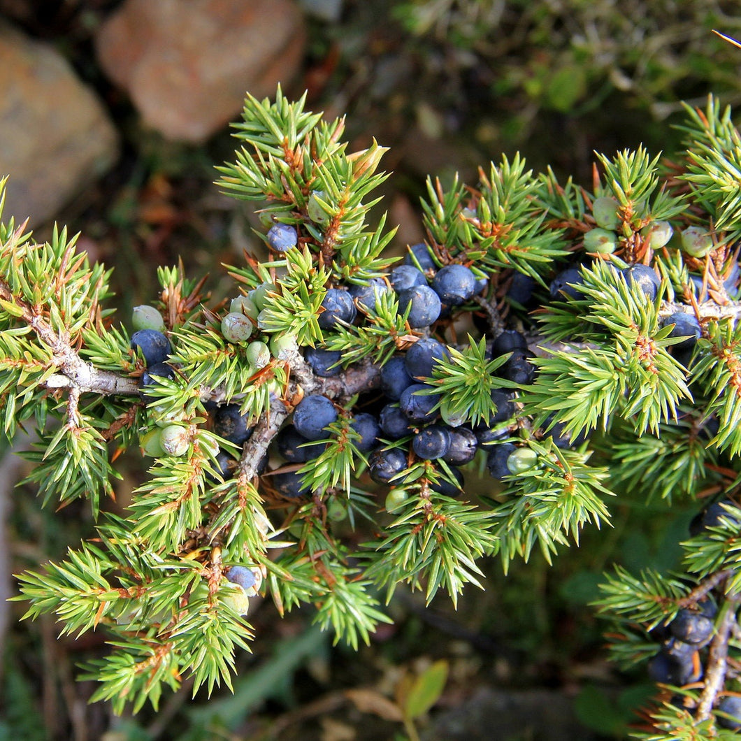 Common Juniper - Juniperus communis
