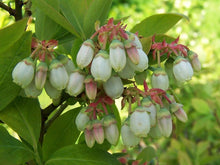 Load image into Gallery viewer, Highbush Blueberry - Vaccinium corymbosum
