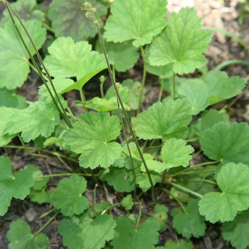 American Alumroot - Heuchera americana