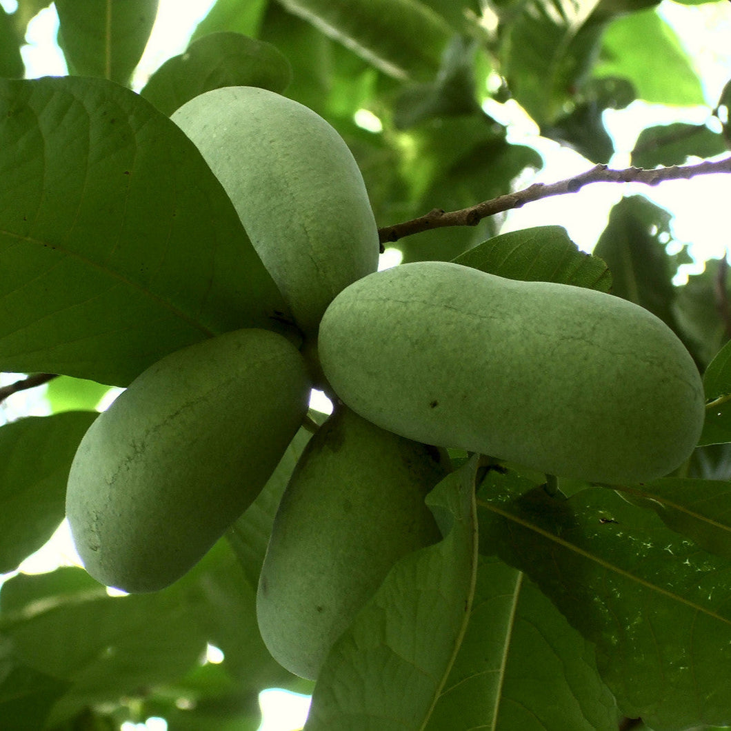 Sunflower Pawpaw - Asimina triloba 'Sunflower'