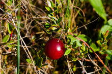 Load image into Gallery viewer, Cranberry - Vaccinium macrocarpon

