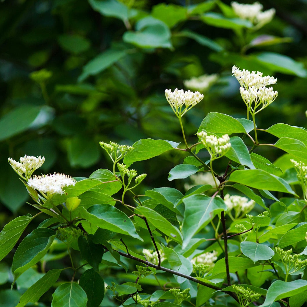 Royal Guard Rusty Blackhaw Viburnum - Viburnum rufidulum 'Royal Guard'