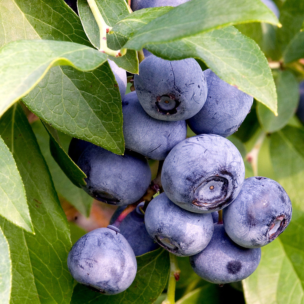 O'Neal Blueberry - Vaccinium x 'O'Neal'