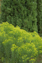 Load image into Gallery viewer, Slender Goldentop - Euthamia caroliniana

