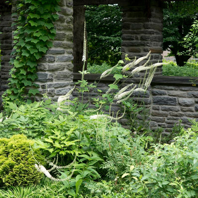 Black Cohosh - Actaea racemosa