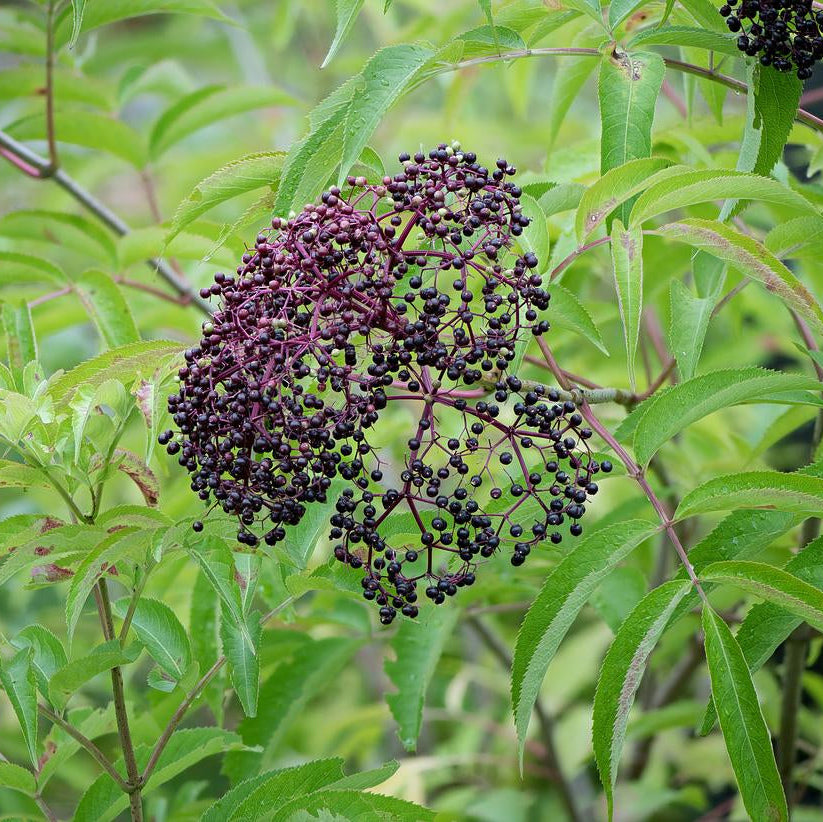Adams American Black Elderberry - Sambucus canadensis 'Adams'