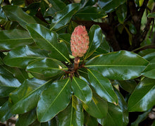 Load image into Gallery viewer, Bracken&#39;s Brown Beauty Southern Magnolia - Magnolia grandiflora &#39;Bracken&#39;s Brown Beauty&#39;
