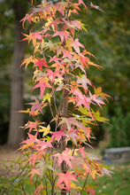 Load image into Gallery viewer, Slender Silhouette American Sweetgum - Liquidambar styraciflua 'Slender Silhouette'
