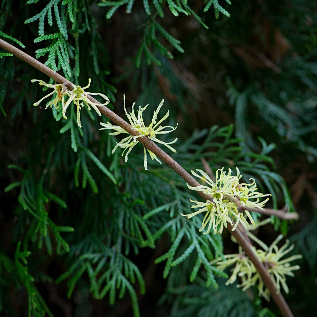 Little Suzie American Witch Hazel - Hamamelis virginiana 'Little Suzie'