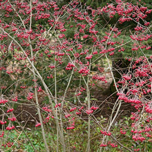 Load image into Gallery viewer, Red Chokeberry - Aronia arbutifolia
