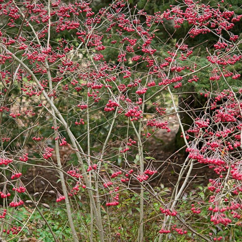 Red Chokeberry - Aronia arbutifolia
