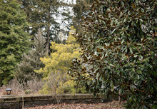 Load image into Gallery viewer, Wate&#39;s Golden Virginia Pine - Pinus virginiana &#39;Wate&#39;s Golden&#39;
