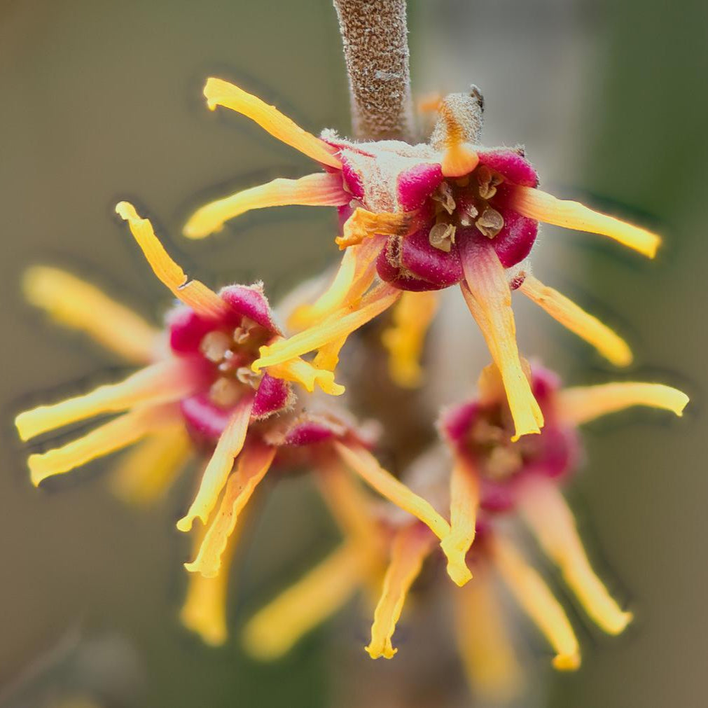 Ozark Witch Hazel - Hamamelis vernalis
