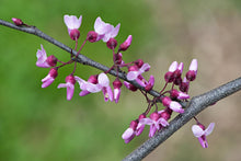 Load image into Gallery viewer, Gilded Hearts Redbud - Cercis candensis var. texensis &#39;NC2014-10&#39; Gilded Hearts™
